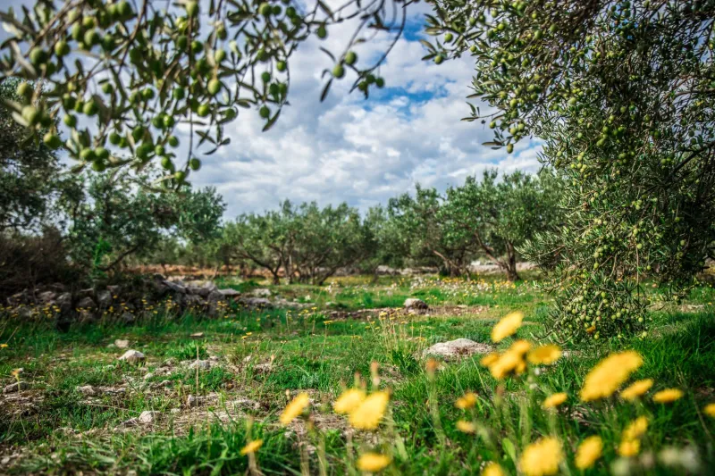 No Two Harvests Are the Same: Embracing Vintage Variation as the Hallmark of Genuine Olive Oil