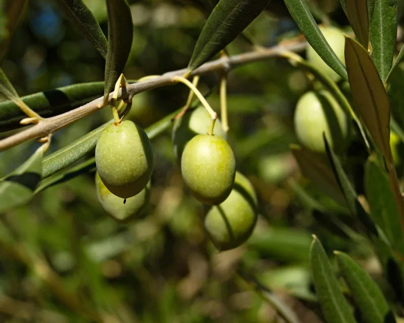 Reading the Land in Every Drop: How Geography Shapes the Character of Fine Olive Oil